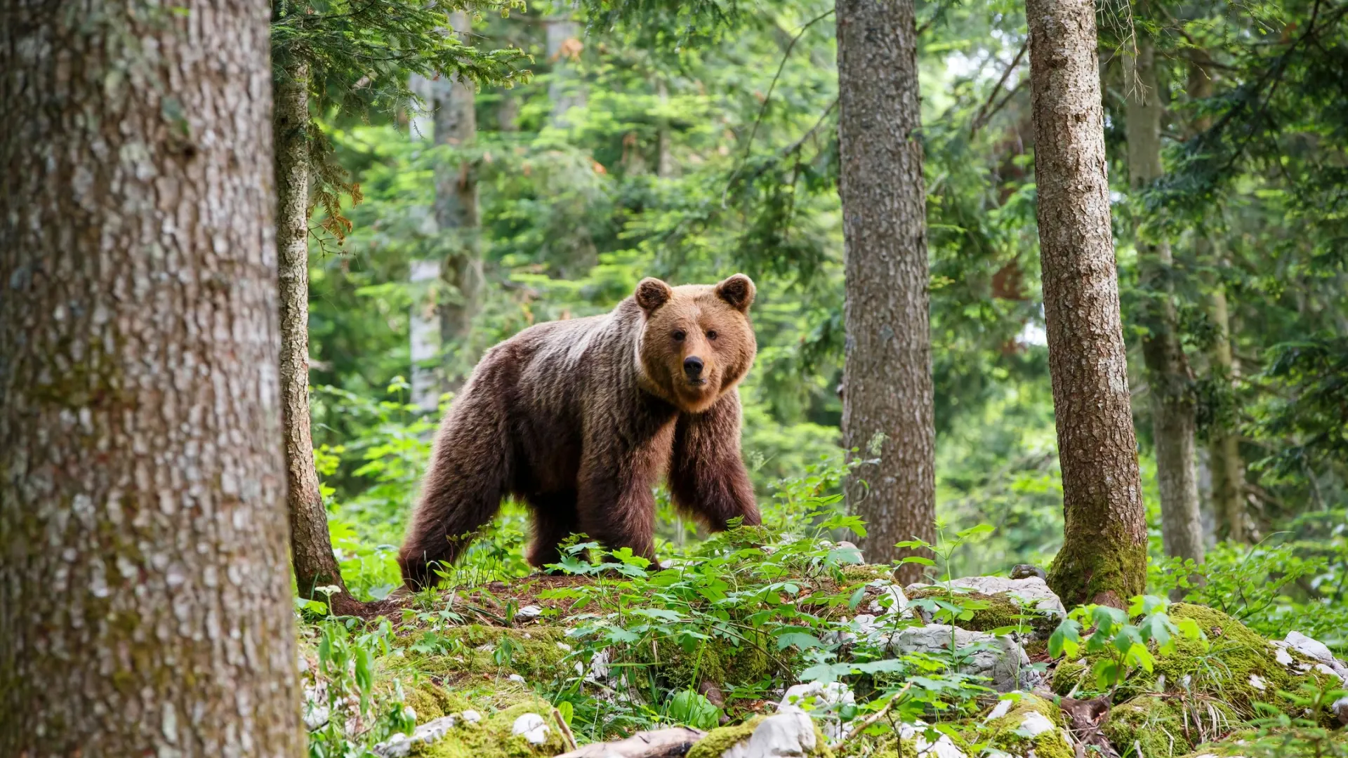 Фото: Henk Bogaard / Shutterstock / Fotodom