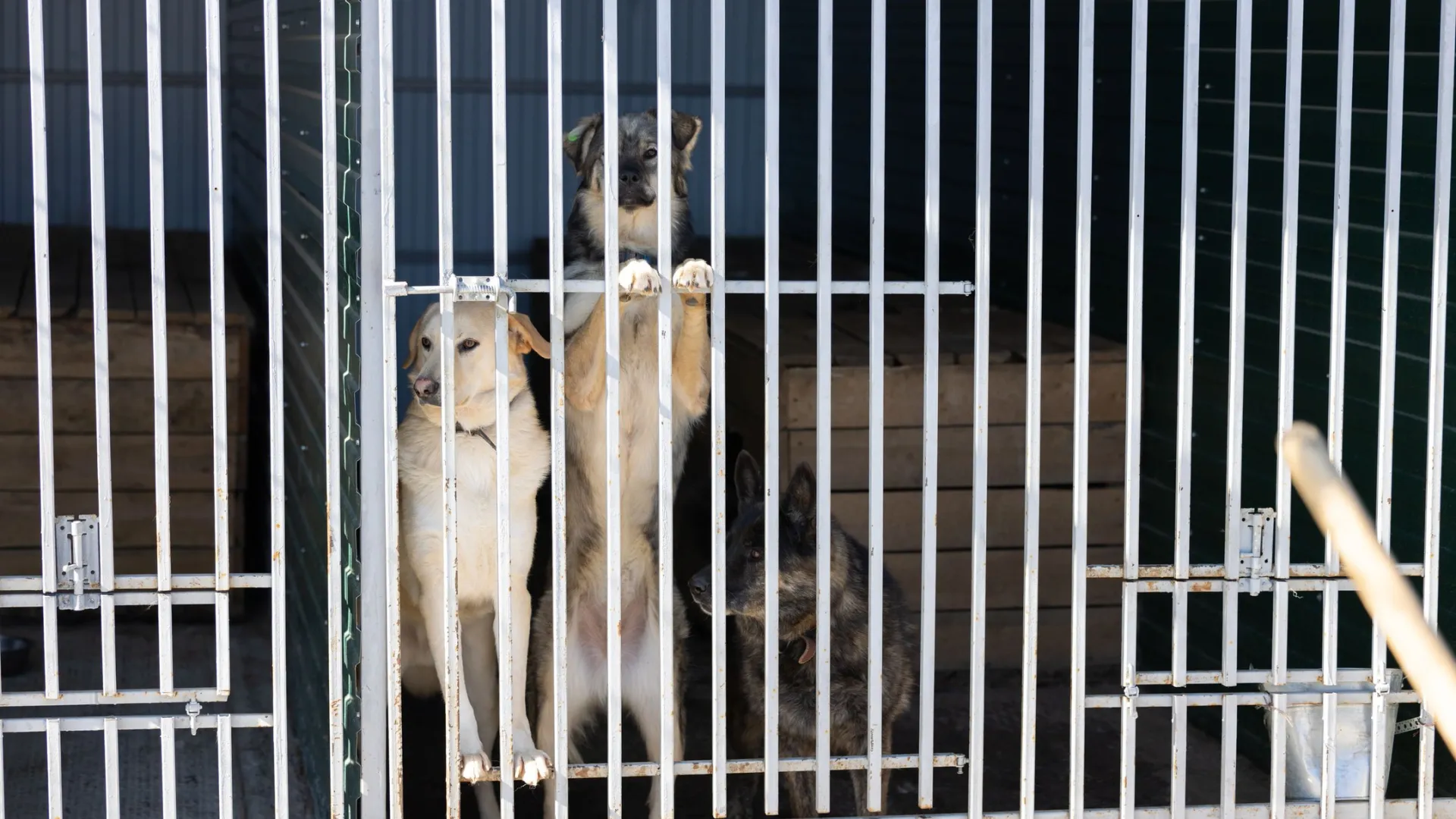 В приютах будут рады любой помощи для животных. Фото: Юлия Чудинова / «Ямал-Медиа»