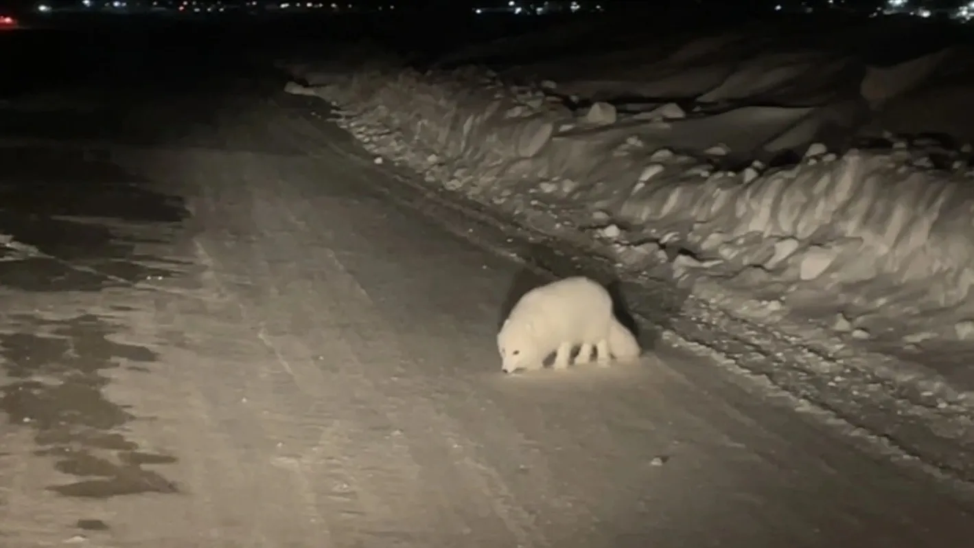 Белоснежная полярная лисица вышла на дорогу недалеко от переправы Салехард — Лабытнанги. Кадр из видео Даниила Ткачева