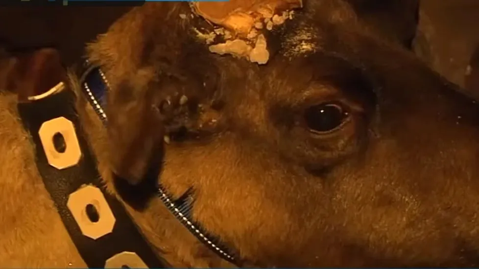 Приуральский олень в светящемся ошейнике. Кадр из видео «Ямал-Медиа»