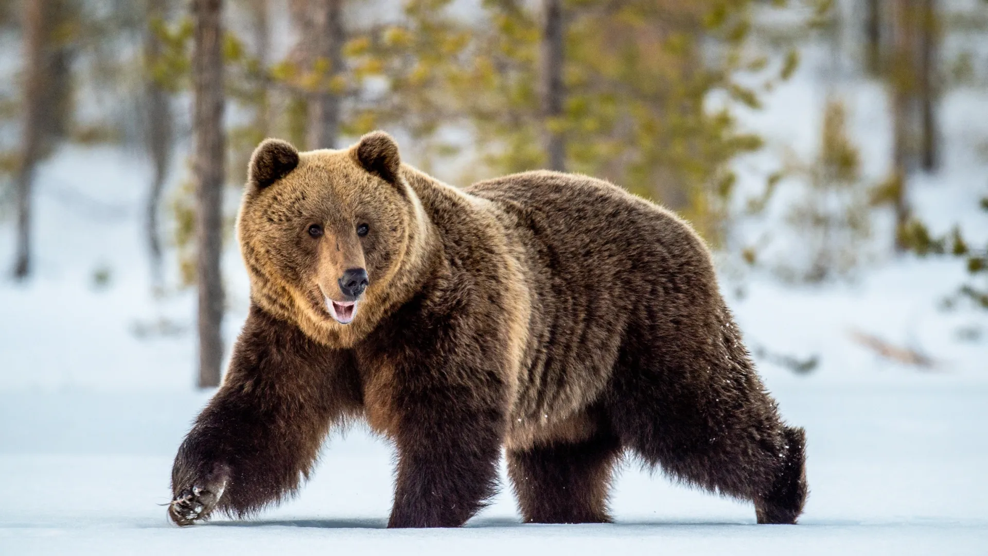 Фото: Sergey Uryadnikov / Shutterstock / Fotodom