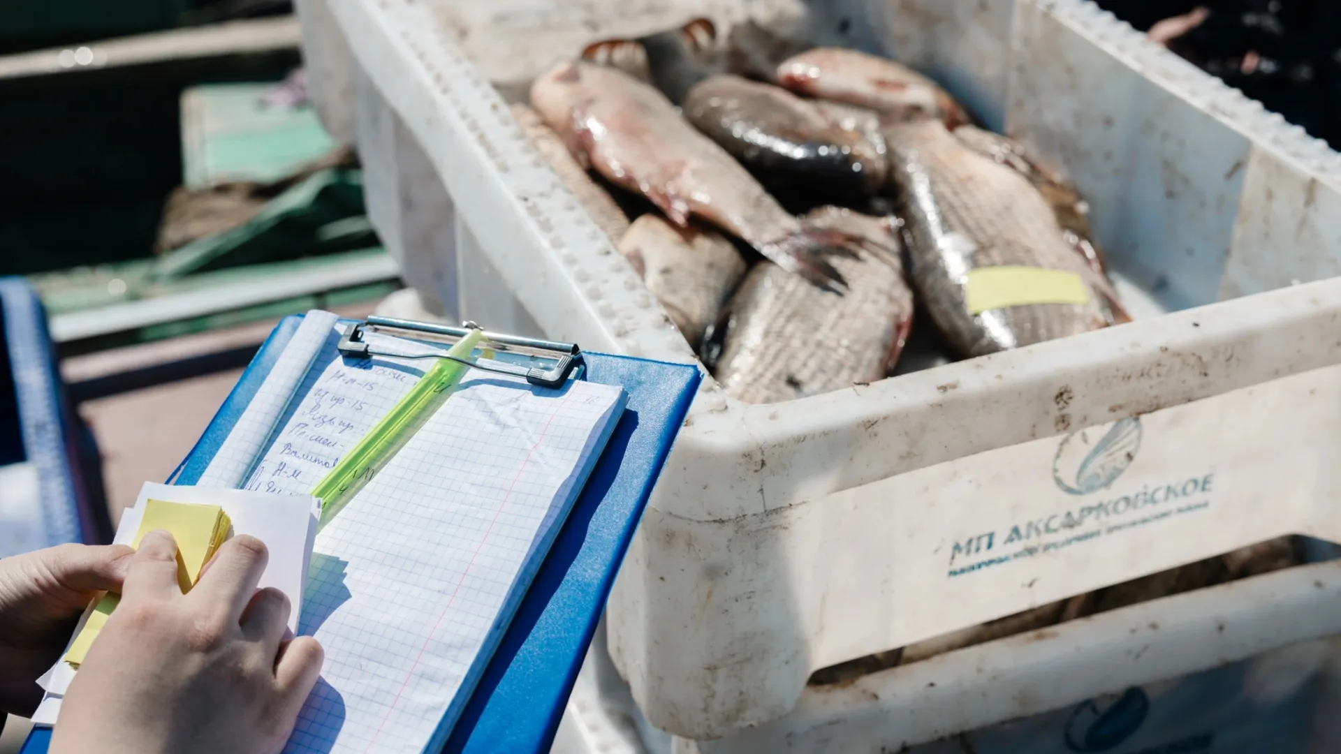 Нарушения нашли в пяти пробах рыбы. Фото: Андрей Ткачев / «Ямал-Медиа»