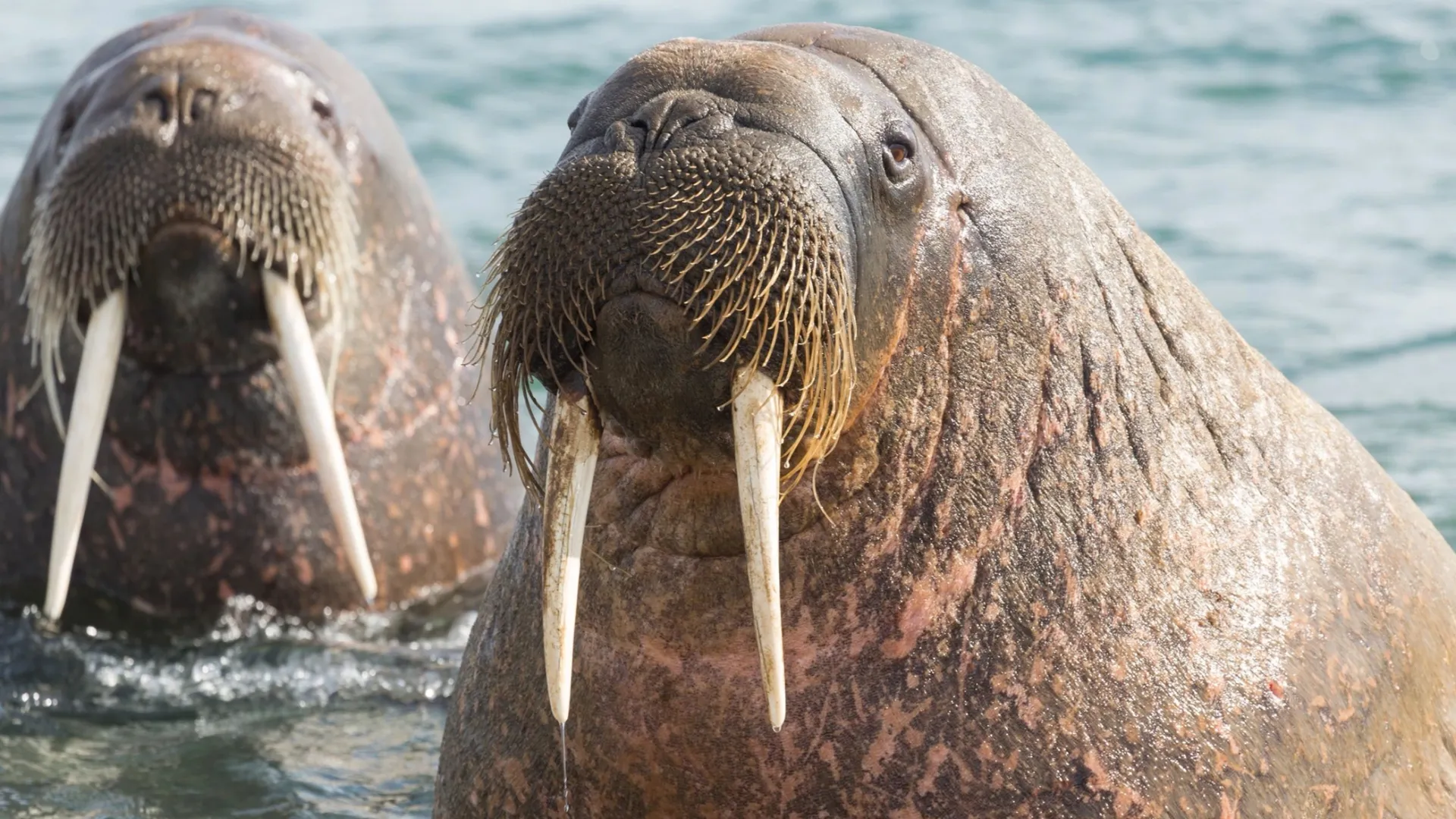 На Ямале возле лежбища моржей обнаружили медуз. Фото: ManoloSama/Shutterstock/Fotodom