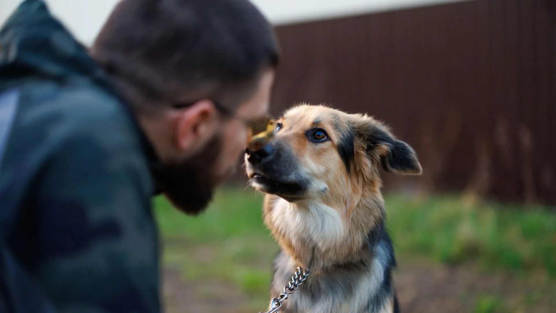 В Новом Уренгое владельцам собак помогут больше заниматься активностями со своим питомцем. Фото: Юлия Чудинова / «Ямал-Медиа»