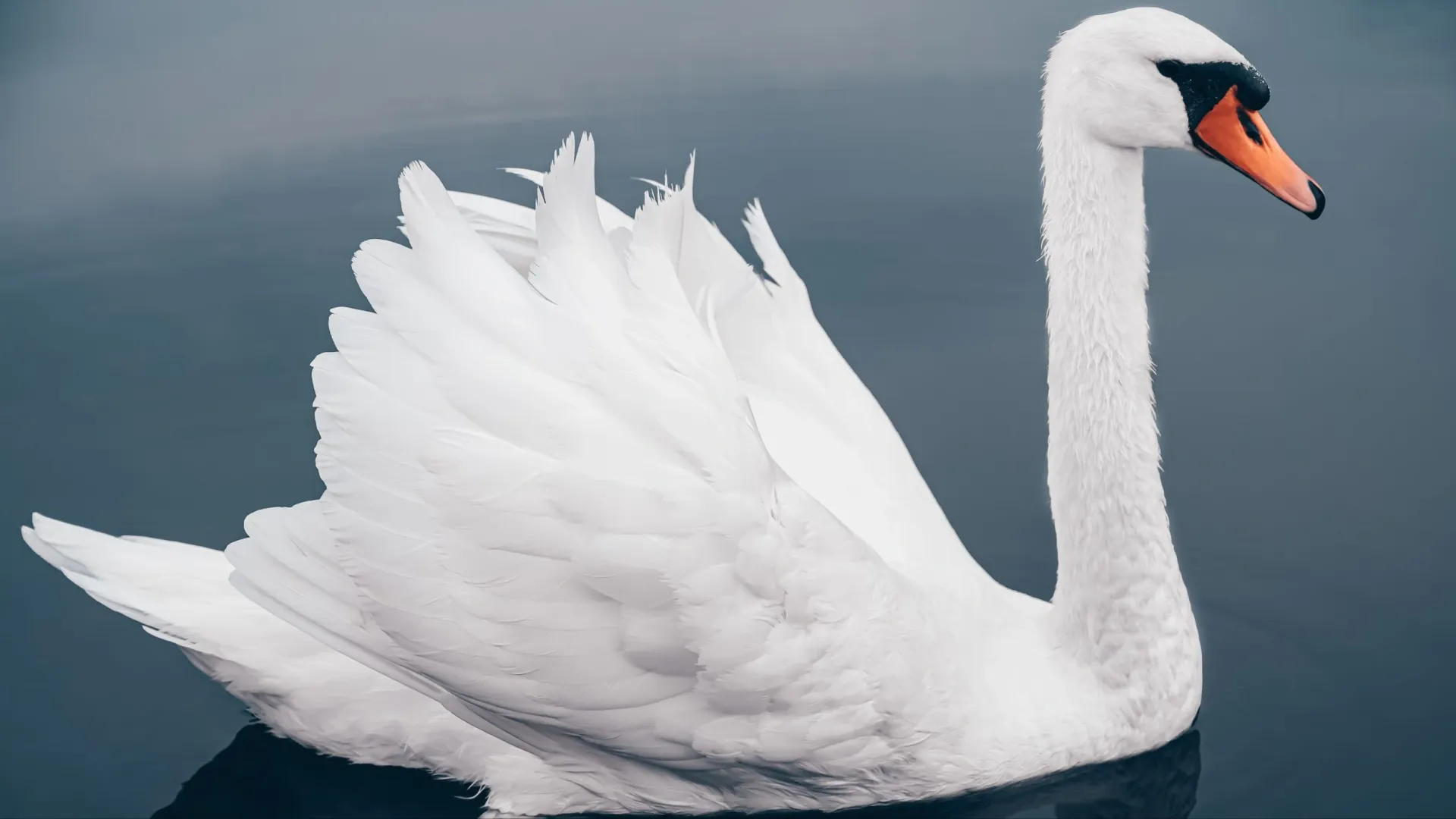 Белый лебедь — символ изящества и красоты. Фото: Malikov Aleksandr / Shutterstock / Fotodom
