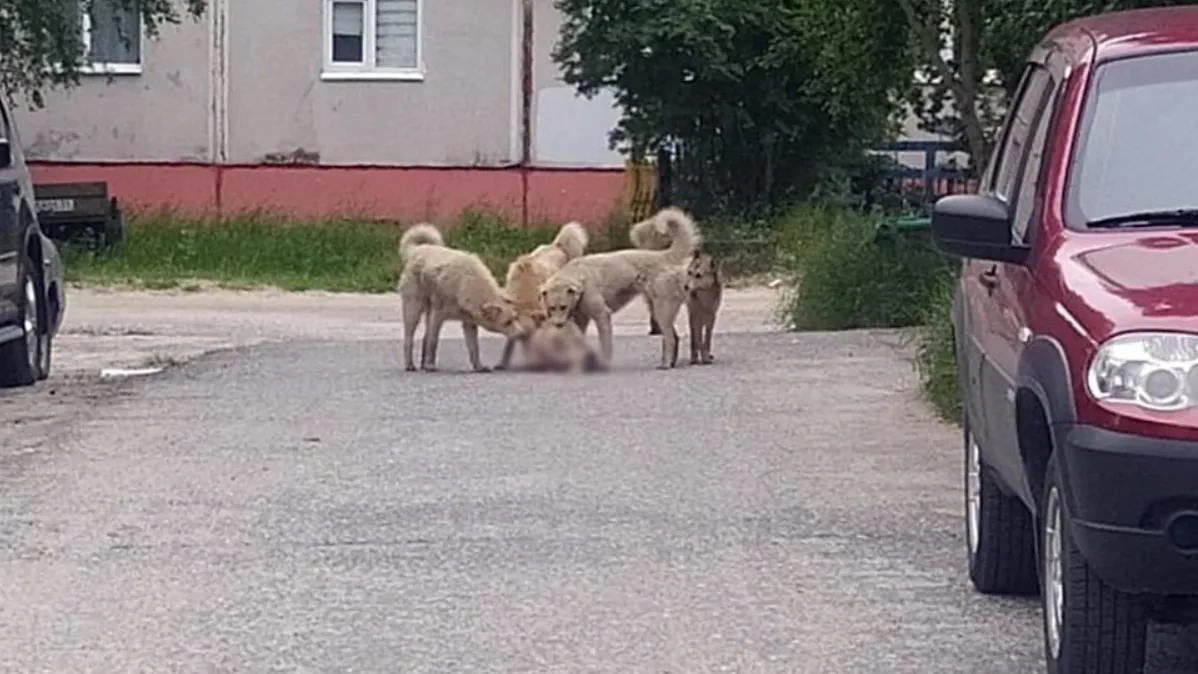 В Ноябрьске стая бродячих собак растерзала кошку во дворе дома на глазах у  детей | Север-Пресс