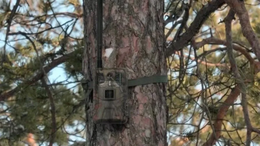В лесах установили 14 фотоловушек, сообщила глава Муравленко Елена Молдован. Фото: vk.com/moldovan_ev