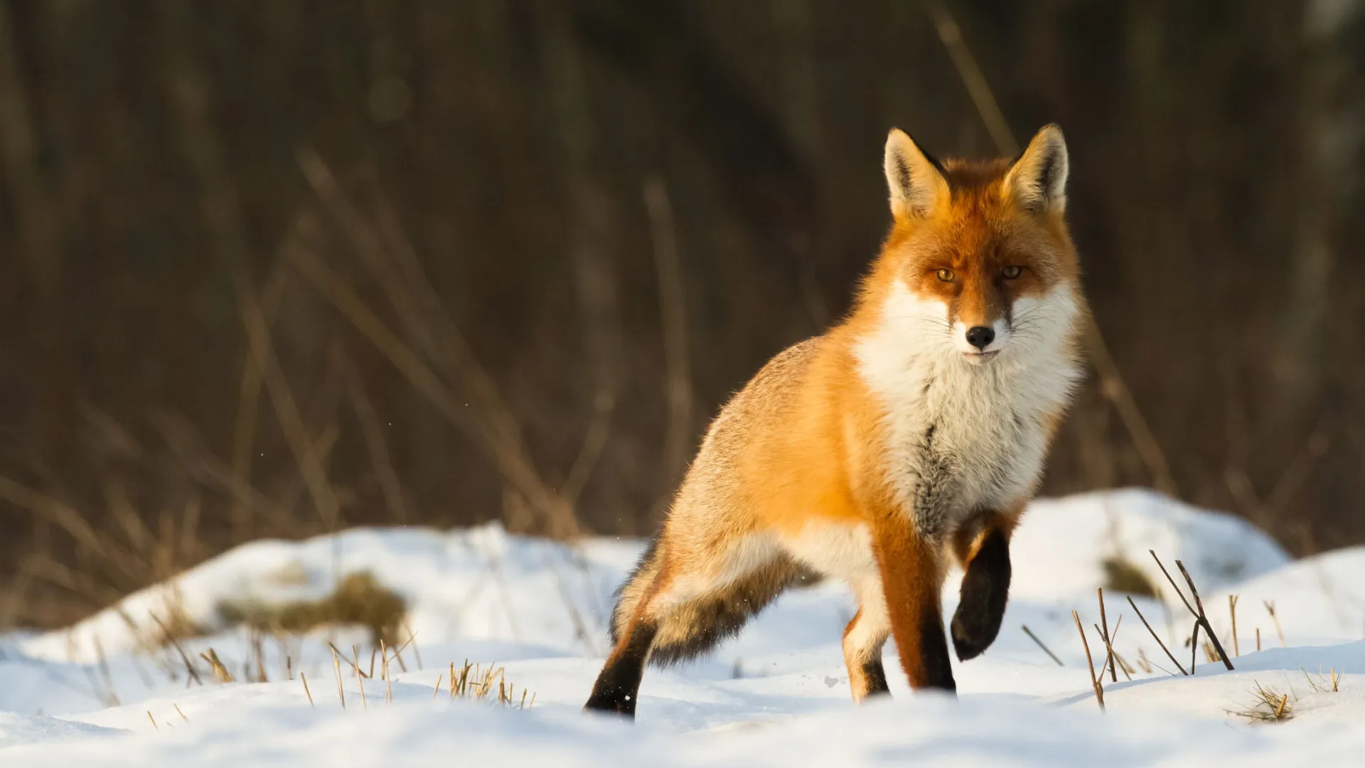 Фото: Marcin Perkowski / Shutterstock / Fotodom