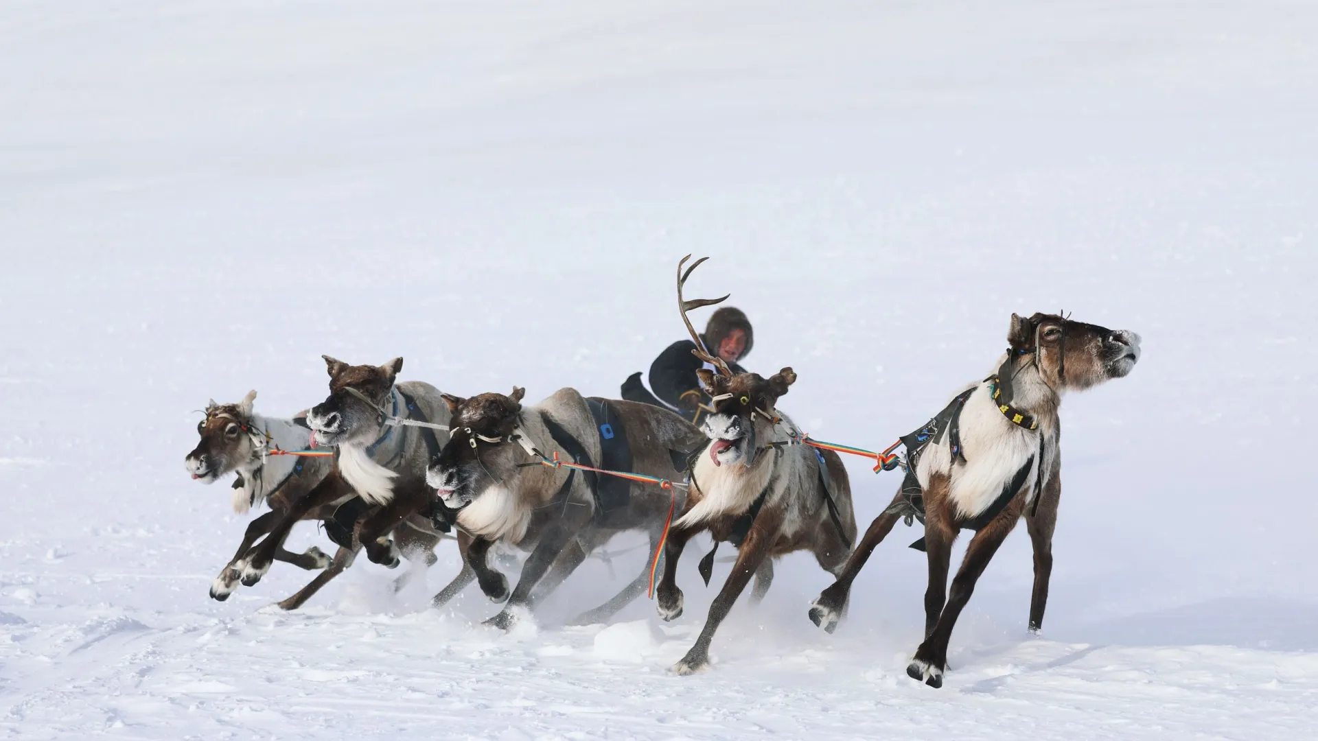 В День оленевода традиционно проводятся гонки на оленьих упряжках. Фото: Юлия Чудинова / «Ямал-Медиа»