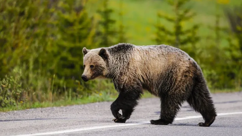 Медведь навел переполох в Красноярске. Фото: BGSmith / Shutterstock / Fotodom