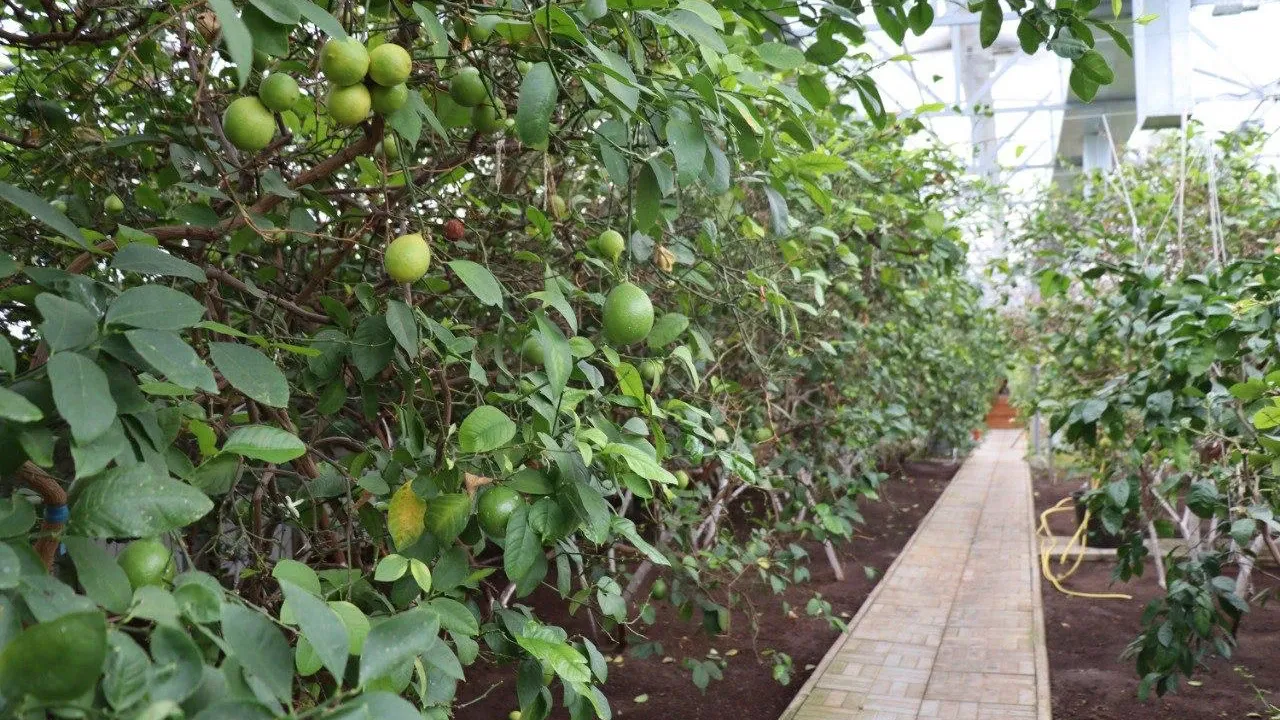В лимонарии Нового Уренгоя даже зимой собирают фрукты. Фото предоставлено ООО «Уренгойдорстрой»