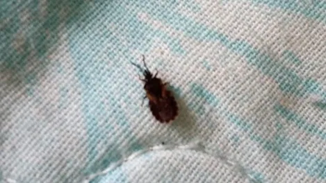 «Таинственное» насекомое, найденное в квартире жительницы Надыма. Фото: vk.com/zloynadym