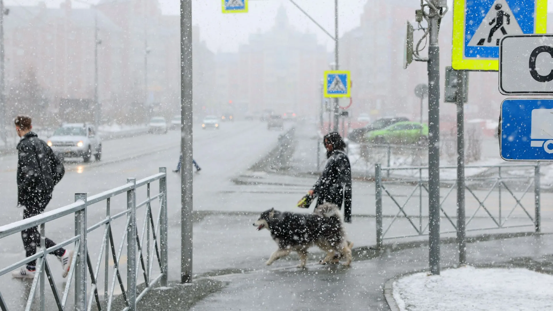 Пешеход едва не стал жертвой ДТП на переходе в Ноябрьске. Фото: Андрей Ткачев / «Ямал-Медиа»