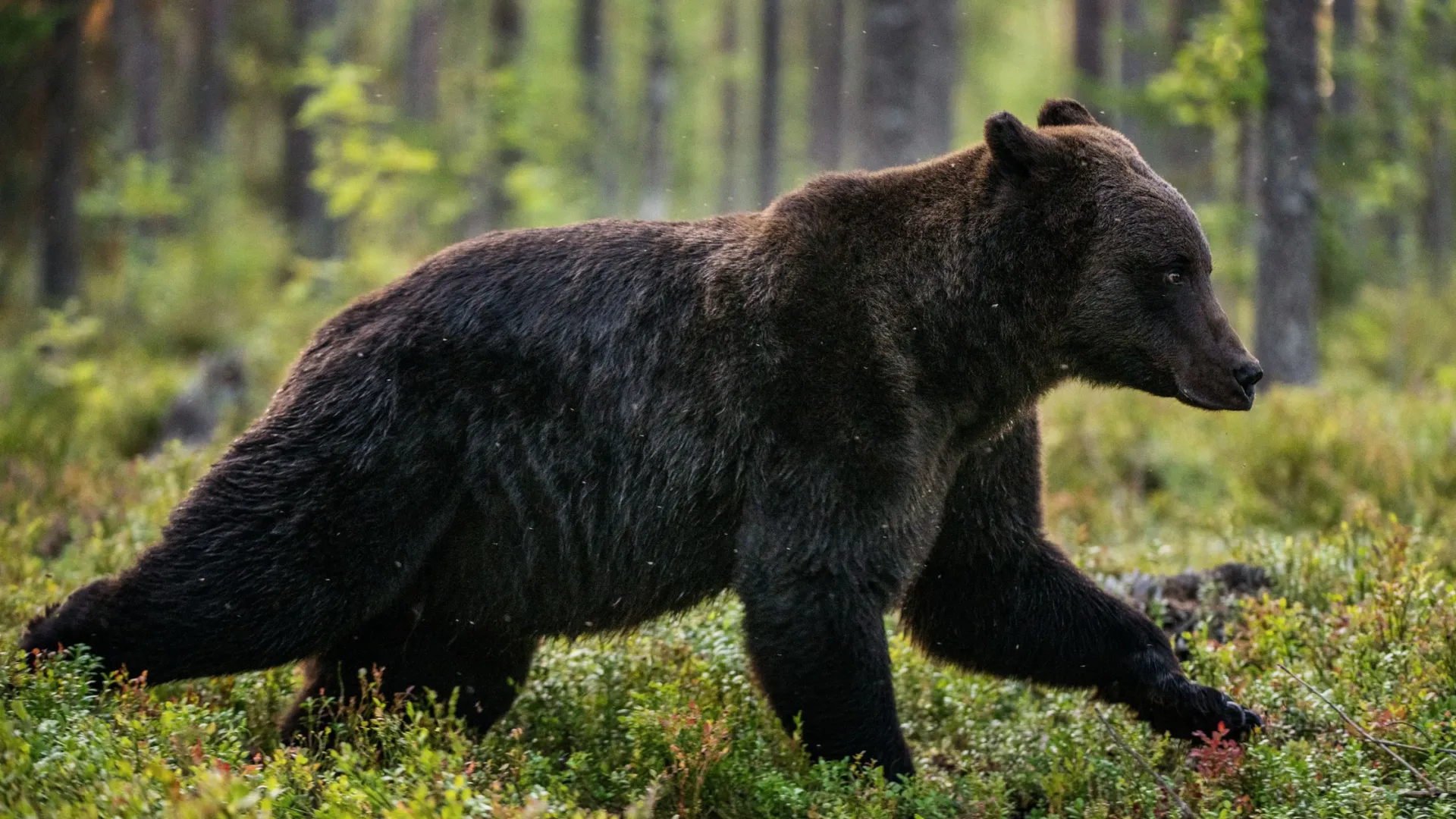 Фото: Sergey Uryadnikov / Shutterstock / Fotodom