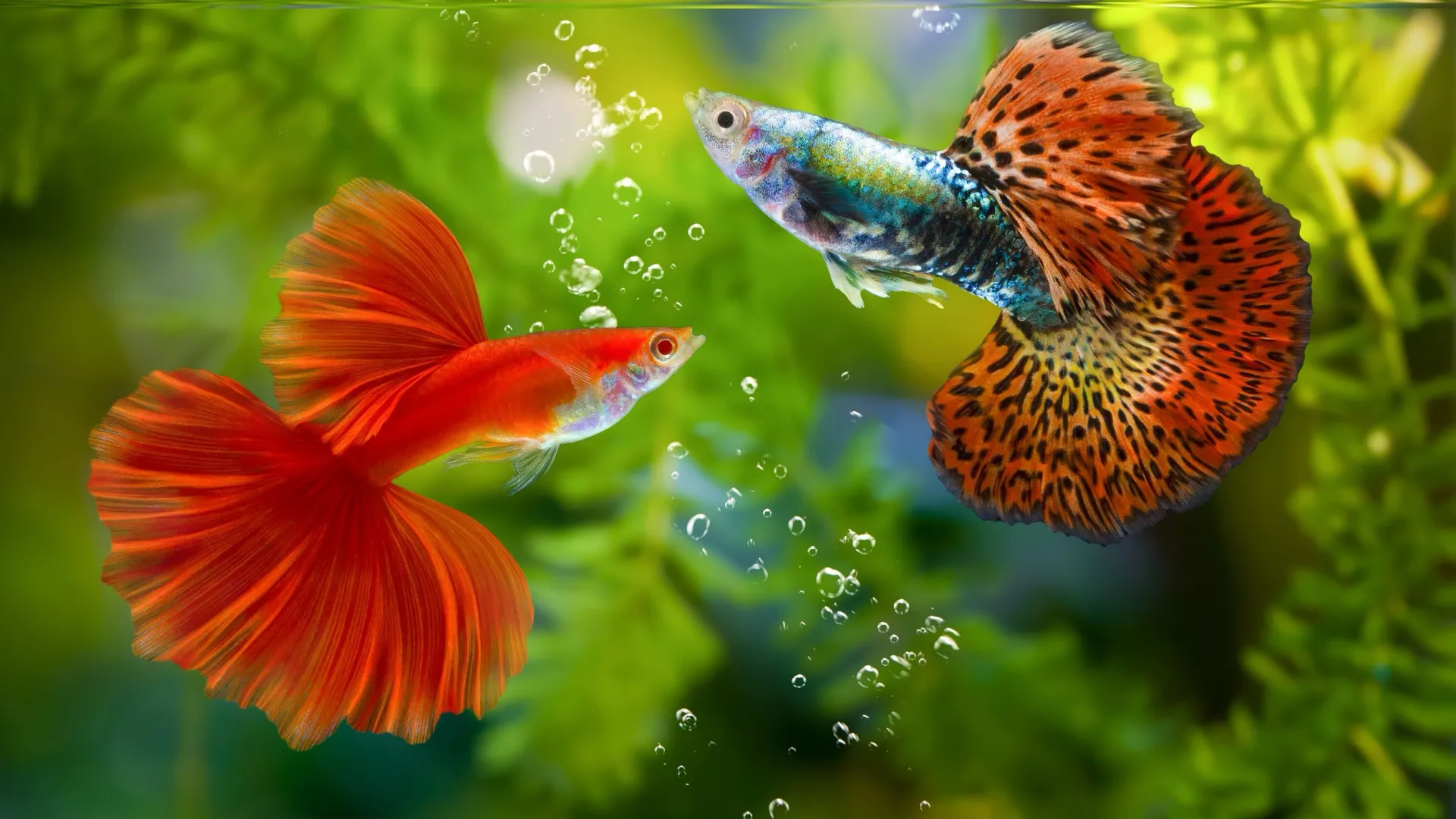 С помощью ярко-красной окраски рыбки привлекают к себе внимание противоположного пола. Фото: panpilai paipa / Shutterstock / Fotodom