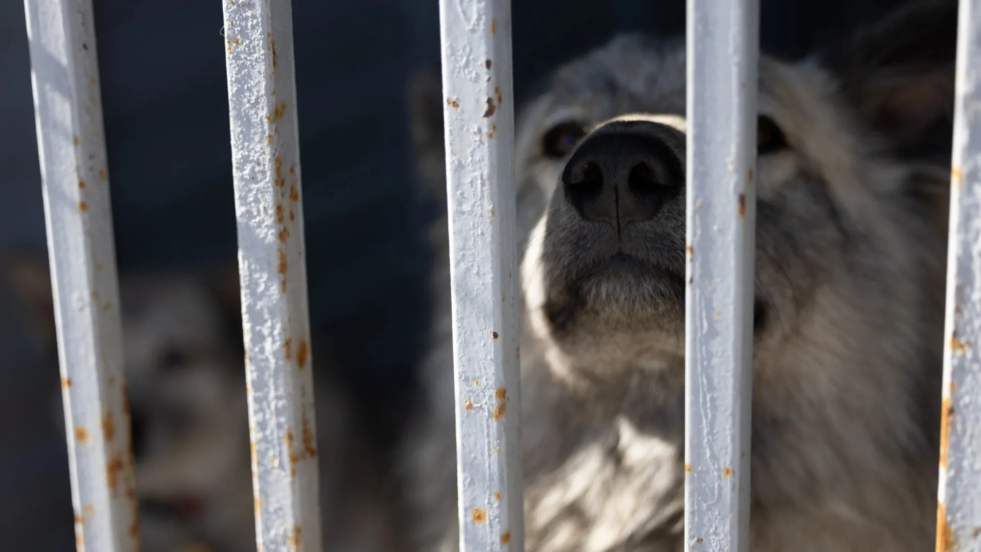 Собакам не хватает места в тазовском приюте. Фото: Юлия Чудинова / «Ямал-Медиа»