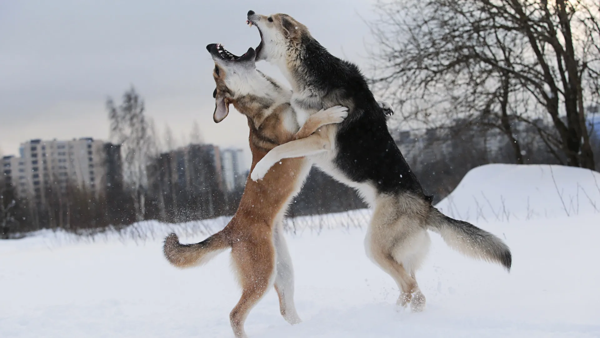 Что станет с беспризорными собаками в Новом Уренгое. Фото: Alex Zotov / Shutterstock / Fotodom