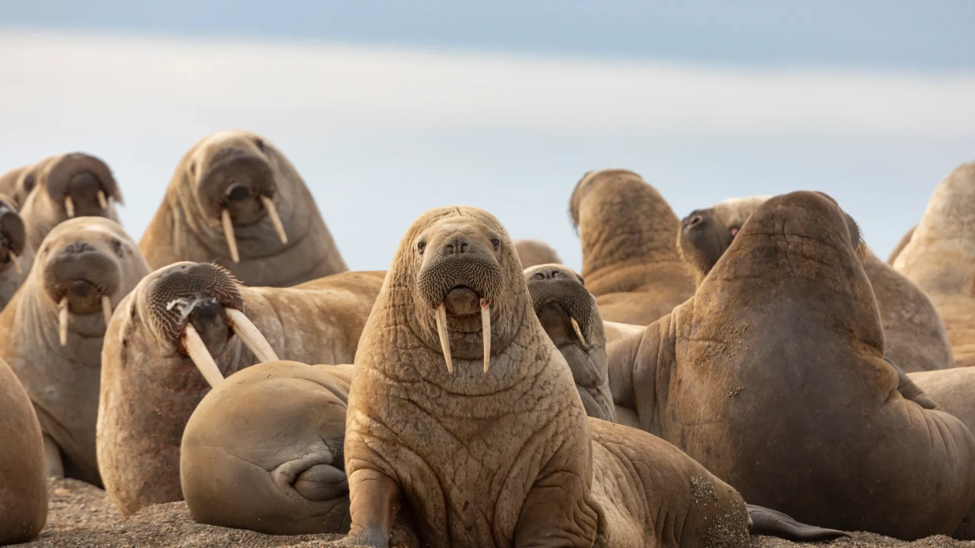 Фото: Zaruba Ondrej / Shutterstock / Fotodom