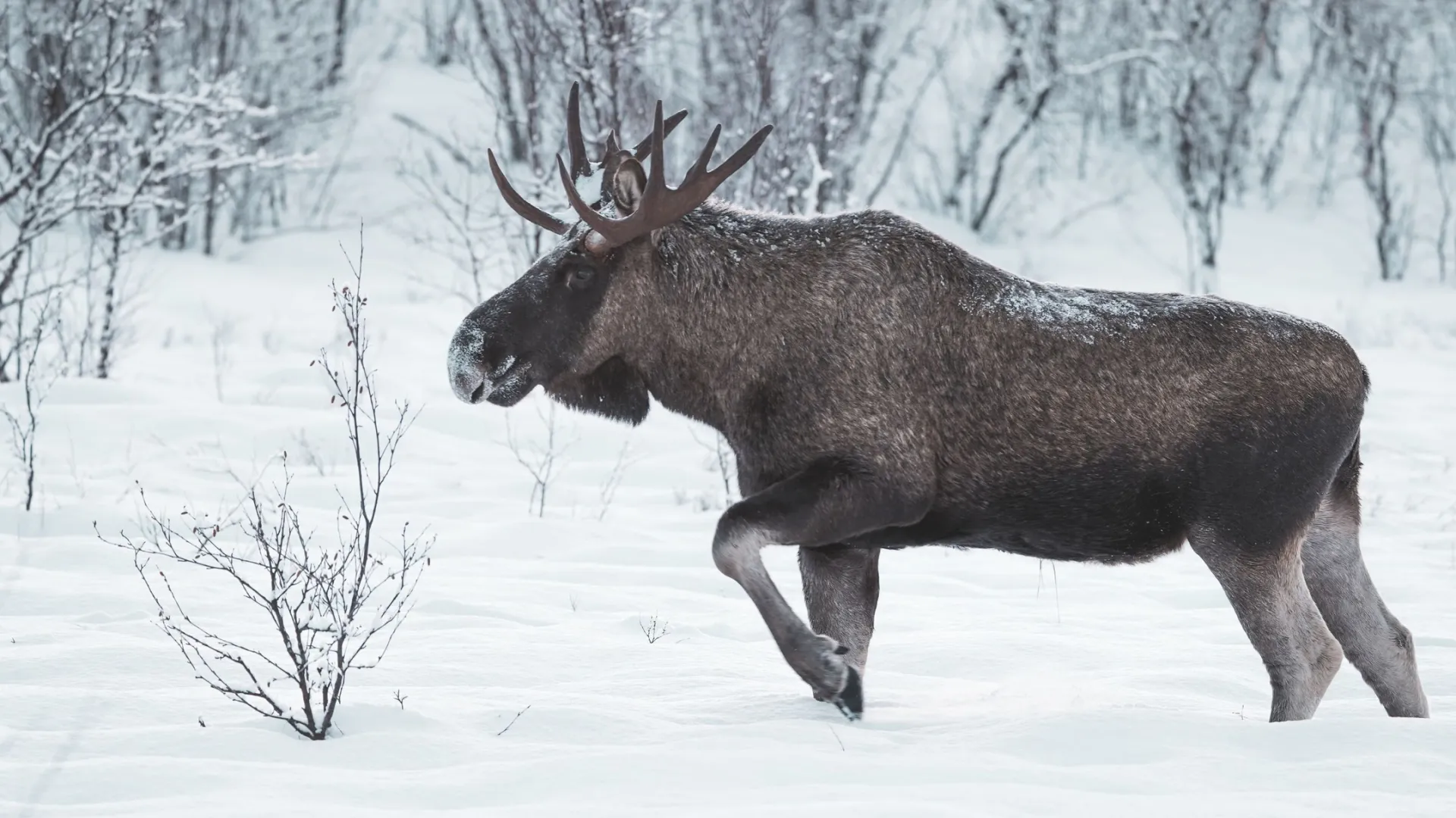 Фото: Dimitri Tymchenko / Shutterstock / Fotodom