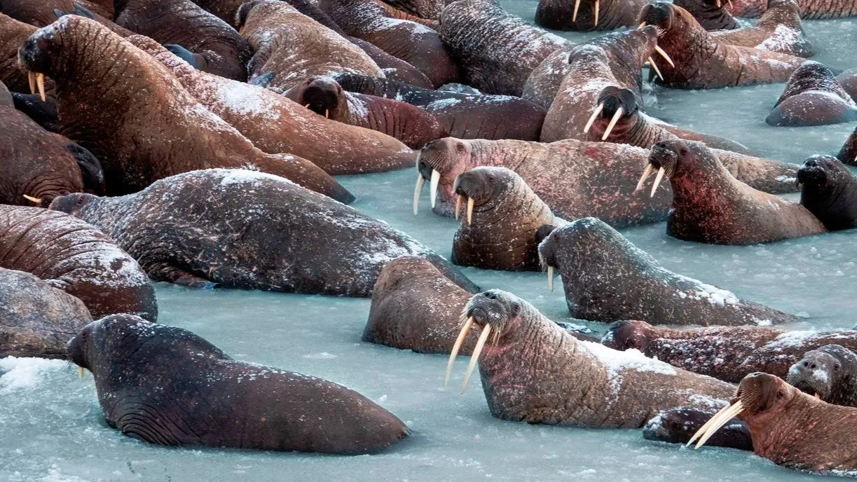 Популяция моржей в Тиутей-Яхе достигла пяти тысяч особей. Фото: t.me/artyukhov_da