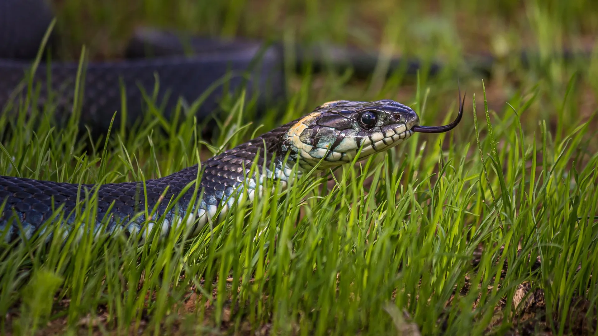 Фото: Boontoom Sae-Kor / Shutterstock / Fotodom