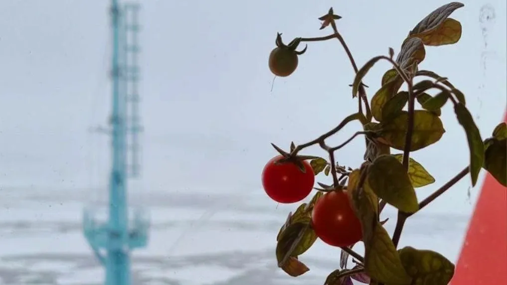 Урожай томатов на атомоходе. Фото: Илья Сазонов / t.me/Atomflot_official