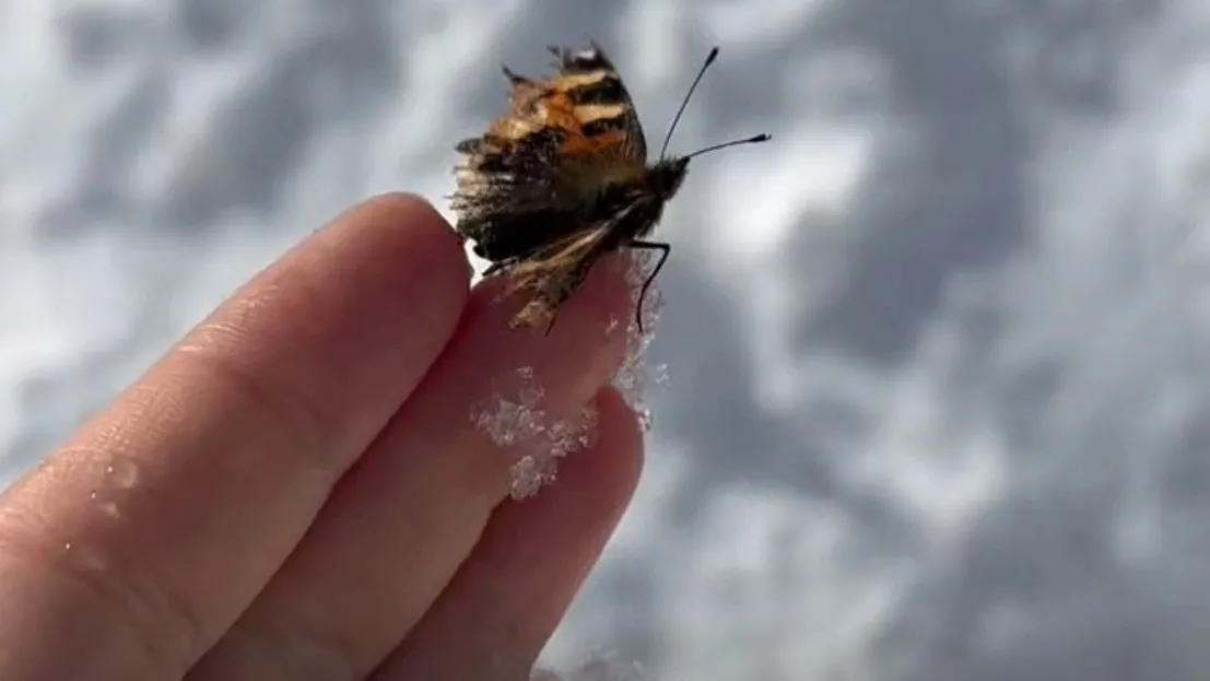 Первая весенняя бабочка в Салехарде. Кадр из видео департамента природных ресурсов ЯНАО