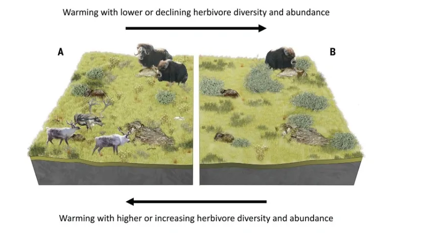 Фото: иллюстрация из статьи Post et al. Large herbivore diversity slows sea ice-associated decline in arctic tundra diversity. Science, VOL. 380, NO. 6651