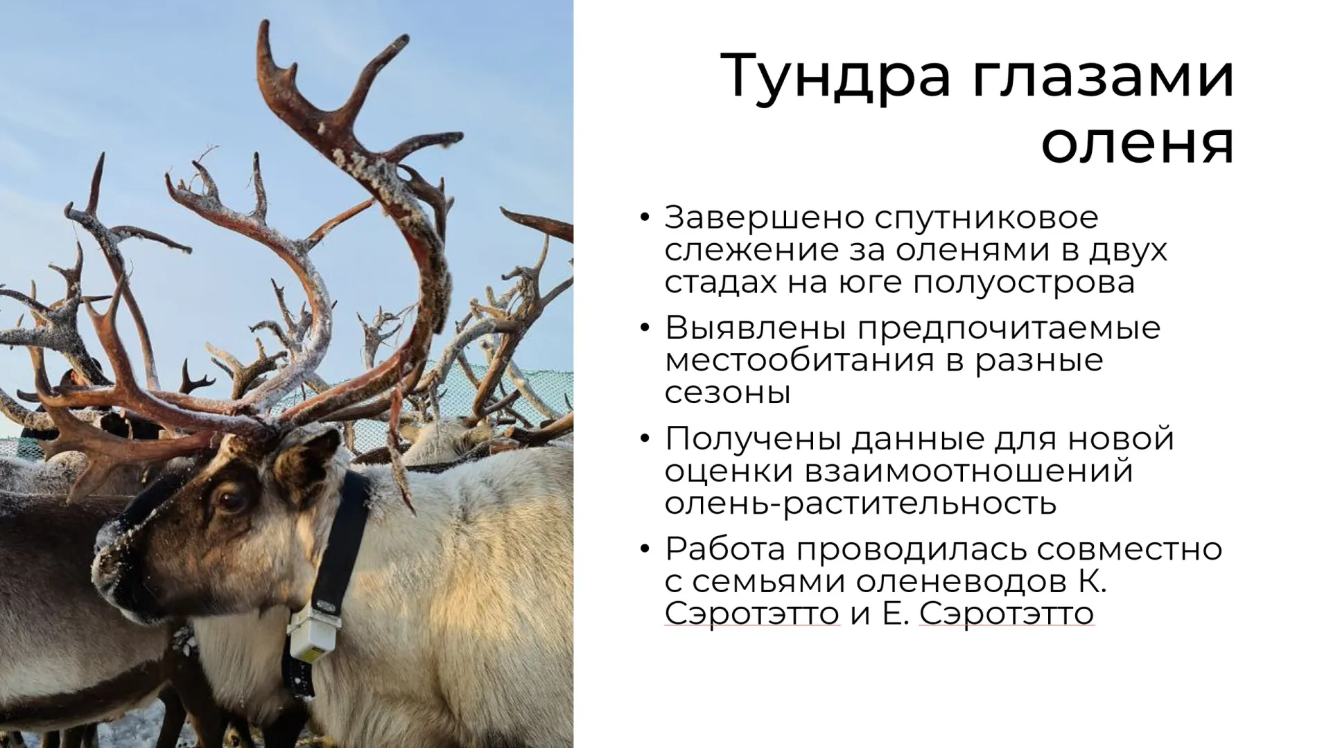 Ученые с помощью оборудования проследили за северными оленями. Скрин из презентации, предоставленной Александром Соколовым.