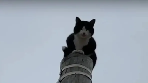 Специалисты пришли на помощь коту, который забрался на электроопору. Кадр из видео: Вера Дронзикова / «Ямал-Медиа»
