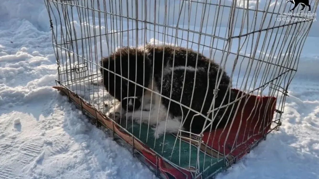 За 2 месяца в салехардский приют попало около сотни бездомных животных |  Север-Пресс