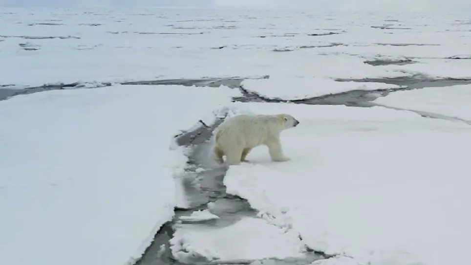 В Арктике провели авиаучет белых медведей. Кадр из видео t.me/radionovasg