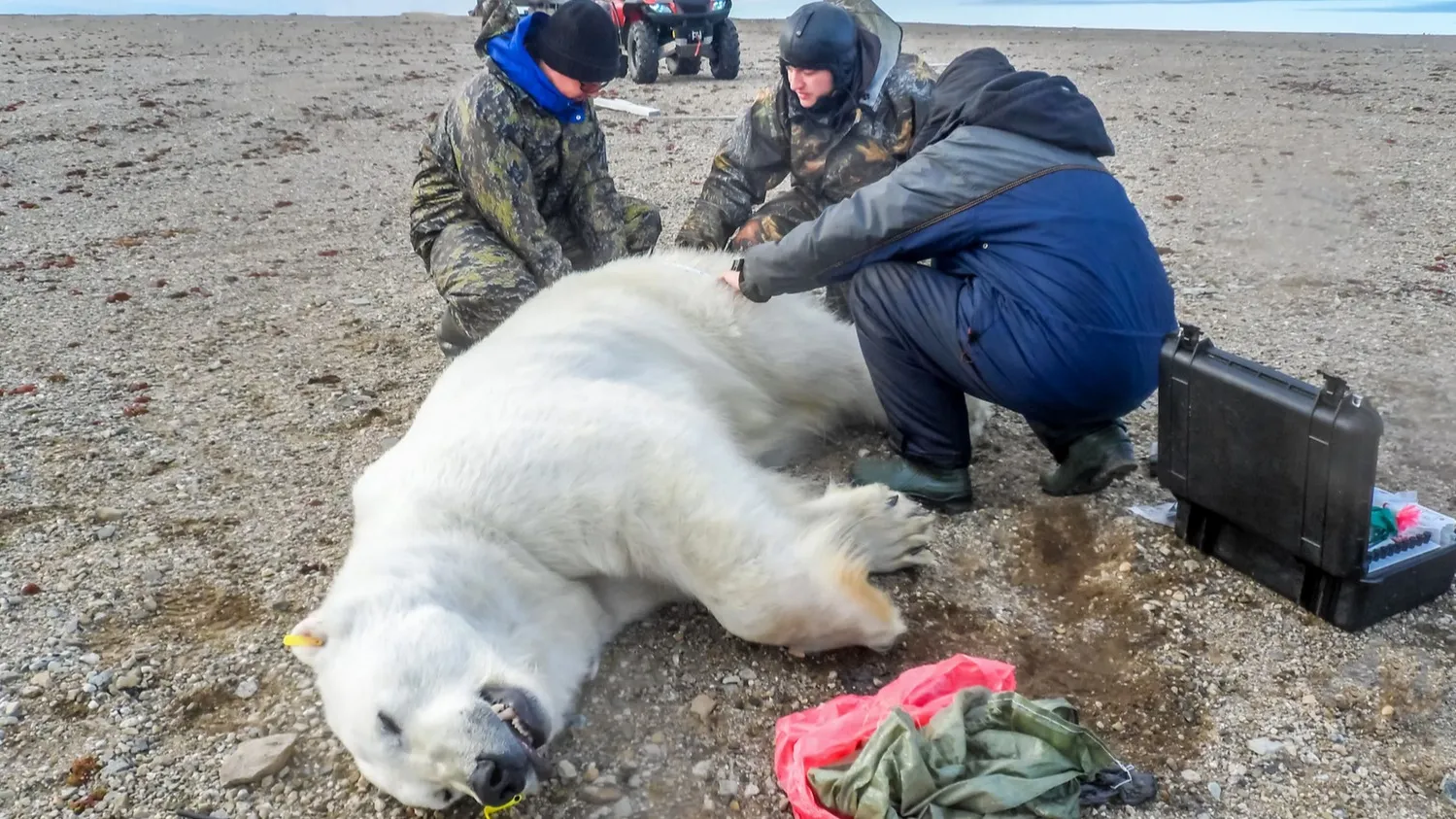 Напугавшего кочевников медведя отвезли подальше от людей. Фото: Igor Batenev / Shutterstock / Fotodom