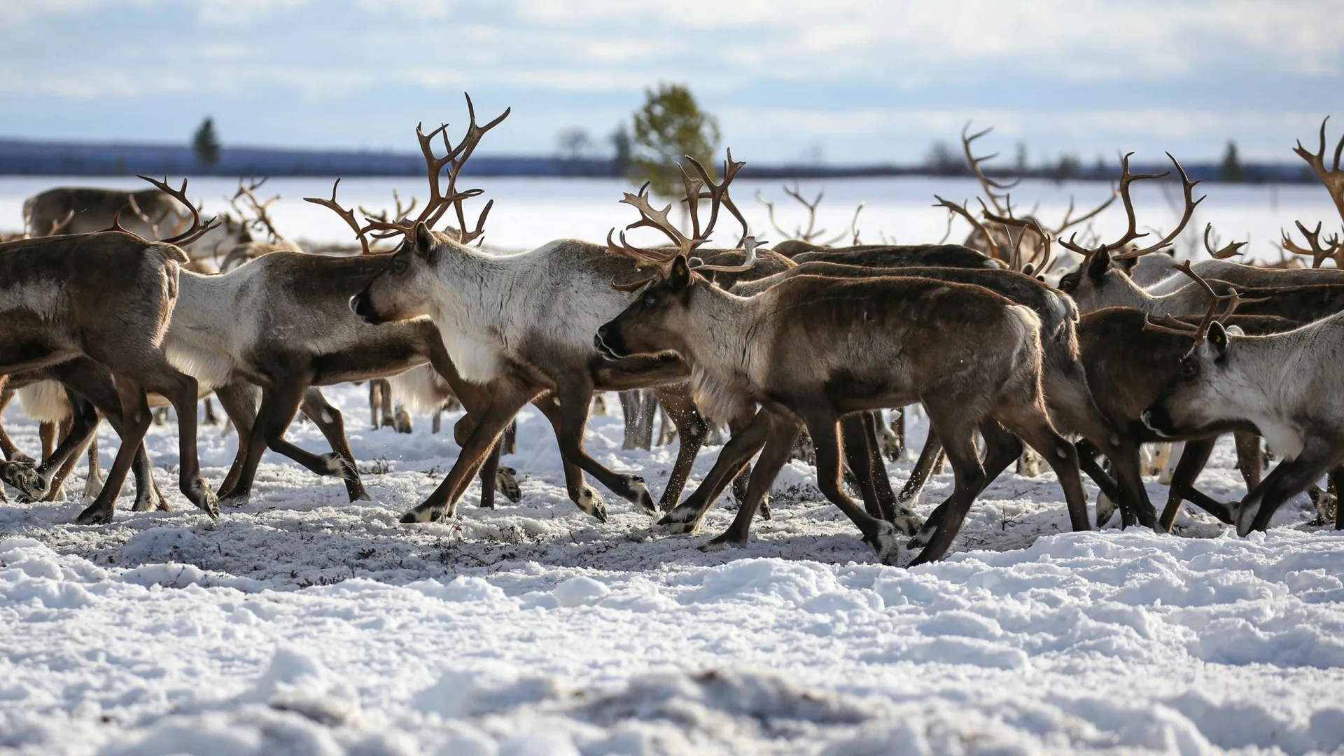 На Ямале могут создать заказник для диких оленей. Фото: Iceskatinggrizzly / Shutterstock / Fotodom