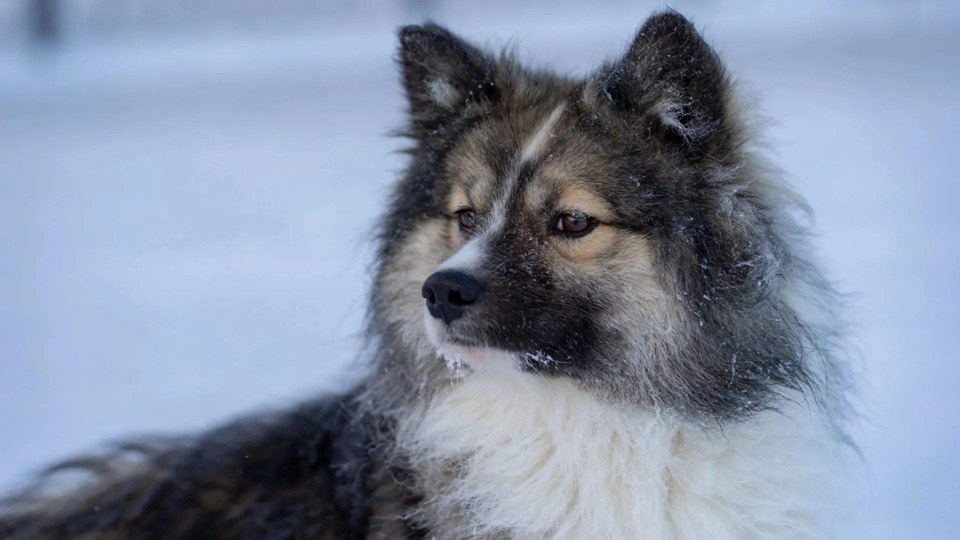 В Новом Уренгое собаку спасли из снежного плена. Фото: Сергей Зубков / «Ямал-Медиа»