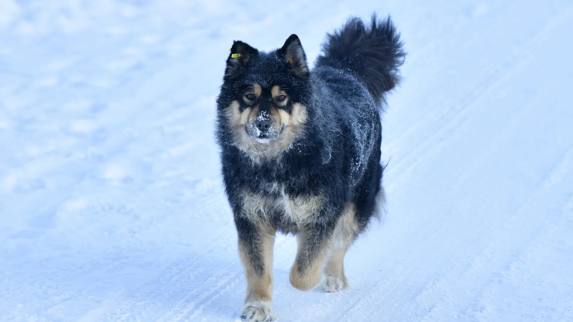 В Салехарде жалуются на агрессивную собаку. Фото: Андрей Ткачев / «Ямал-Медиа»