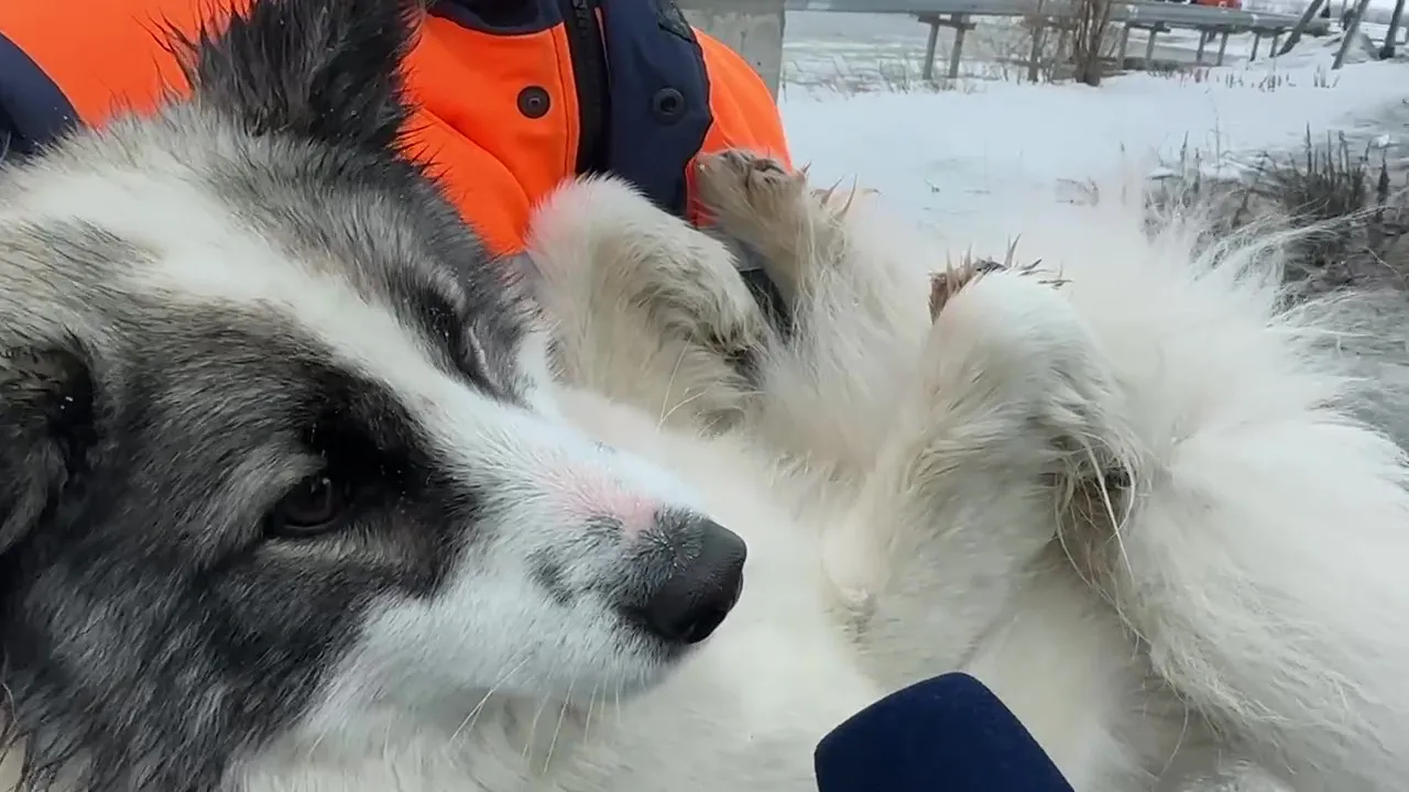 Салехардские спасатели помогли собаке выбраться с ледяного острова |  Север-Пресс