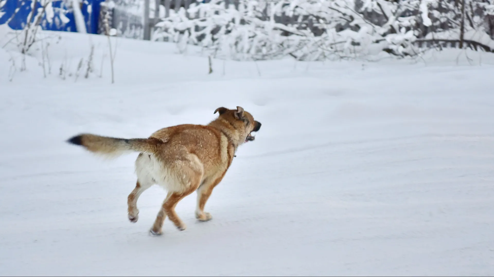 За собак на самовыгуле владельцы получили 118 штрафов. Фото: Андрей Ткачев / «Ямал-Медиа»