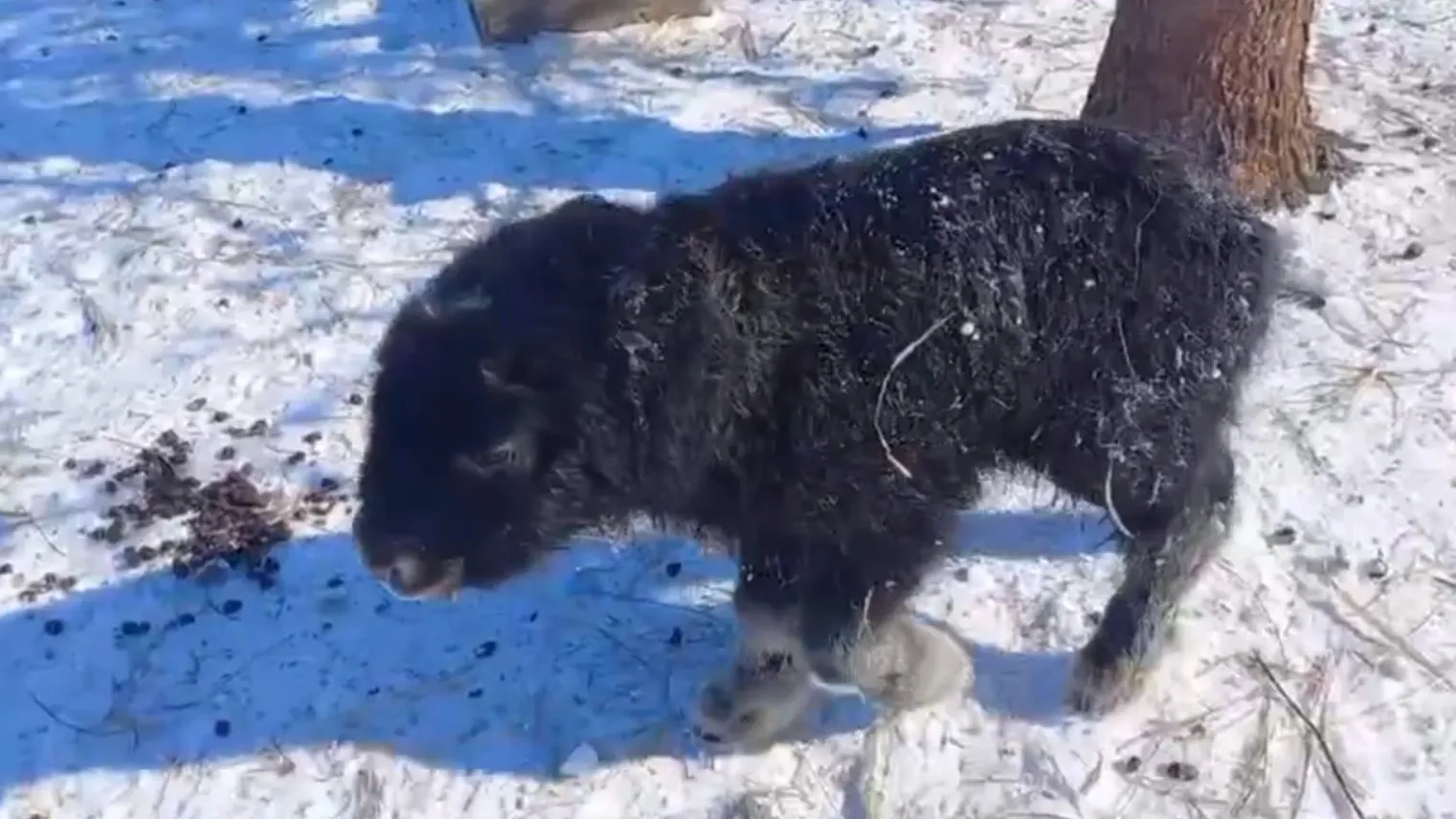 Новорожденный теленок овцебыка, принявший инспектора за мать. Кадр из видео t.me/pool_89