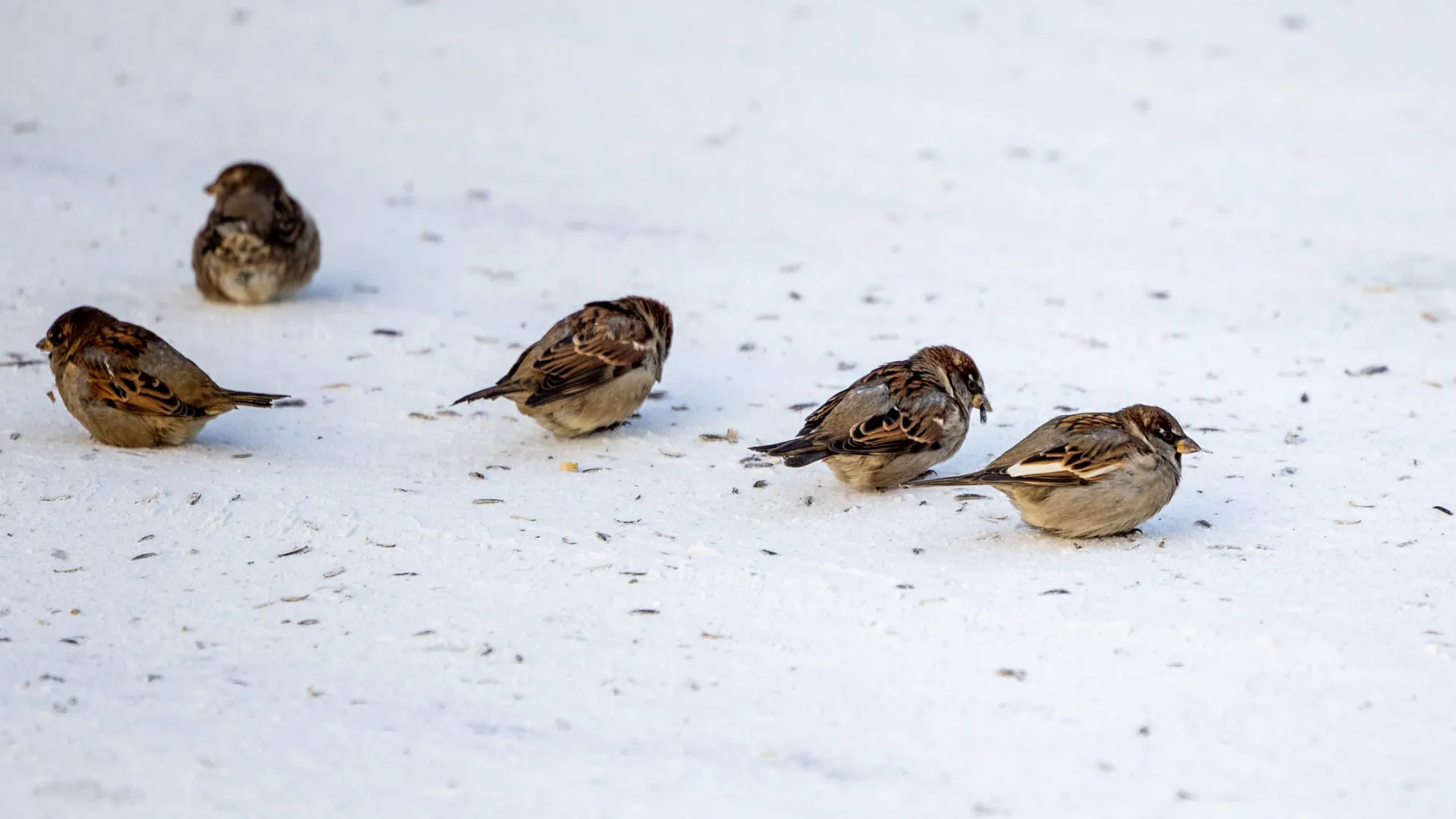 Птицы стараются селиться в магазинах из-за тепла и еды. Фото: Федор Воронов / «Ямал-Медиа»