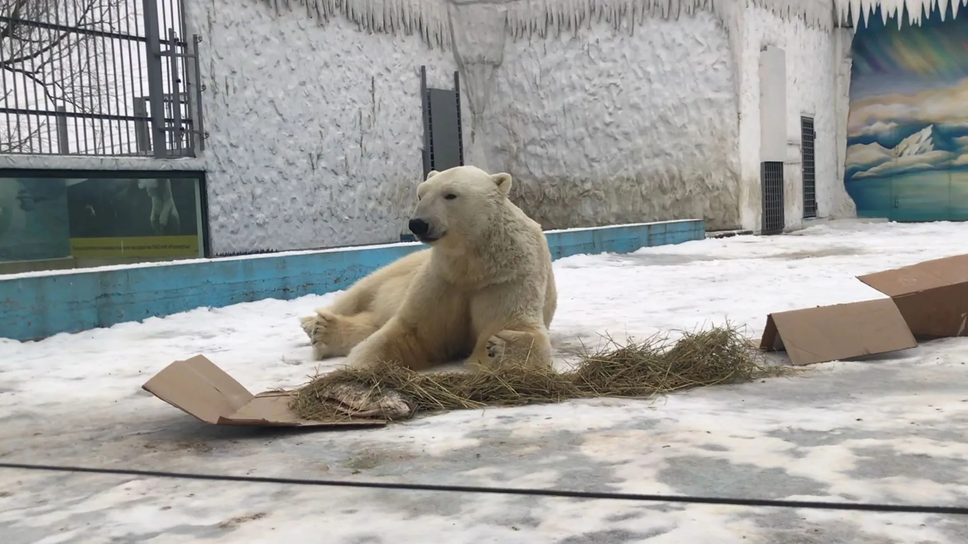 Ямальскому медведю по кличке Белый в Пензенский зоопарк привезут невесту |  Север-Пресс