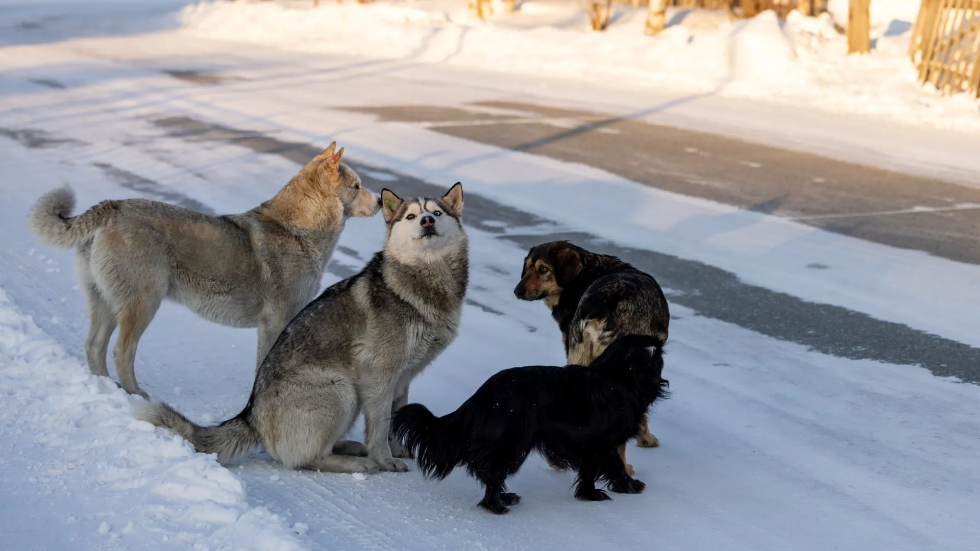Бродячие собаки осваивают новые локации. Фото: Сергей Зубков / «Ямал-Медиа»