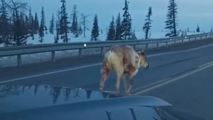 Раненый олень на дороге возле Аксарки. Кадр из видео vk.com/iapriuralye
