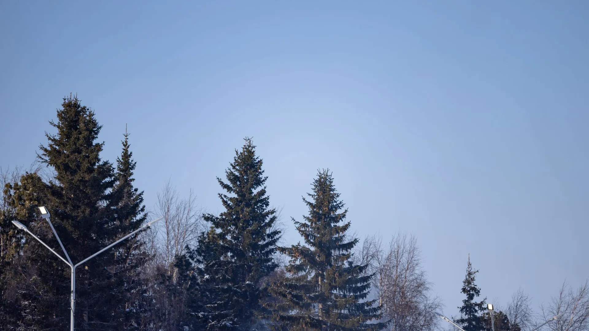Деревья при обновлении парка в Новом Уренгое обещают сохранить. Фото: Сергей Зубков / «Ямал-Медиа»