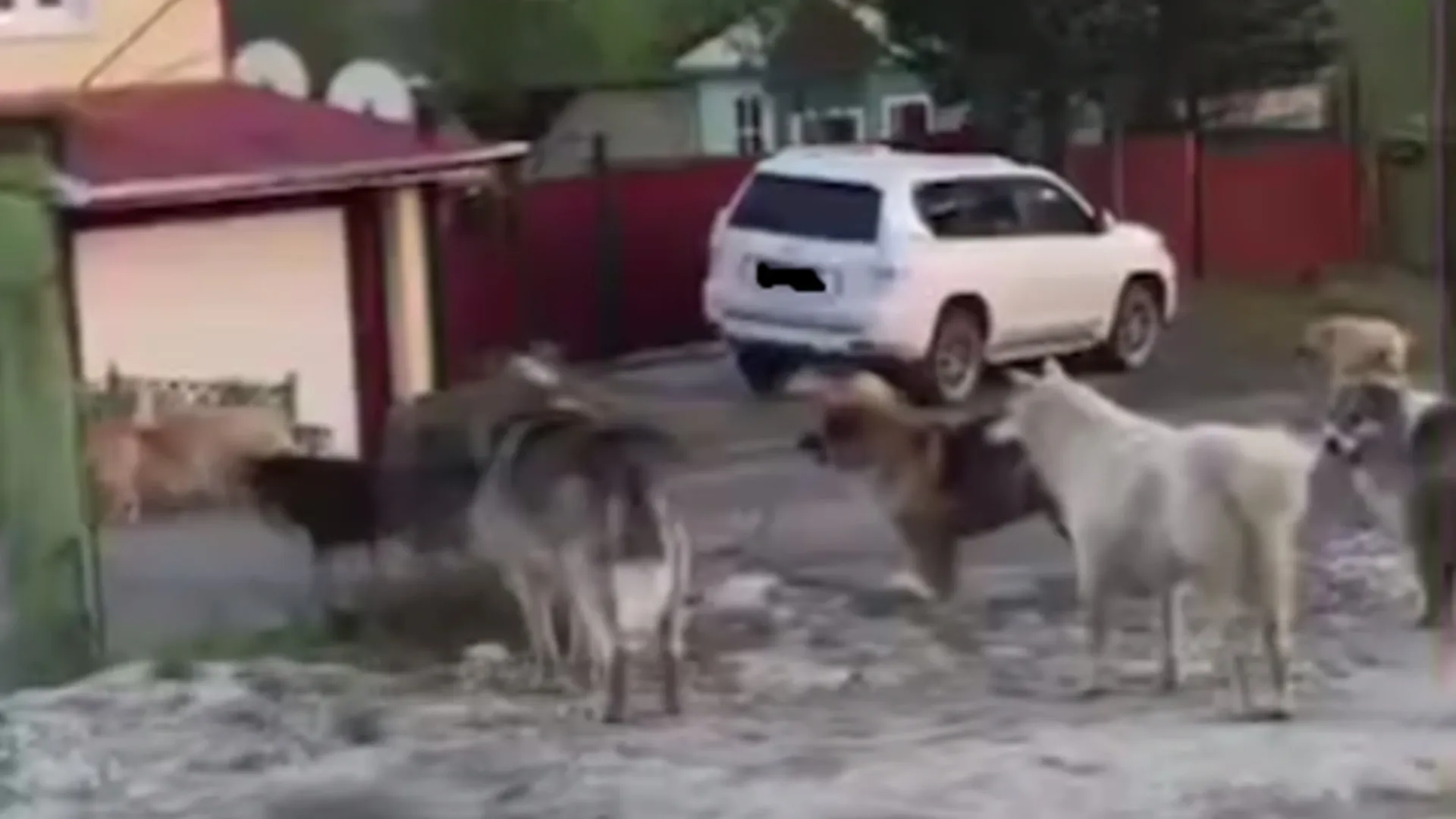 Собаки заходят во дворы жителей. Фото: кадр из видео telegram-канала «NSK»