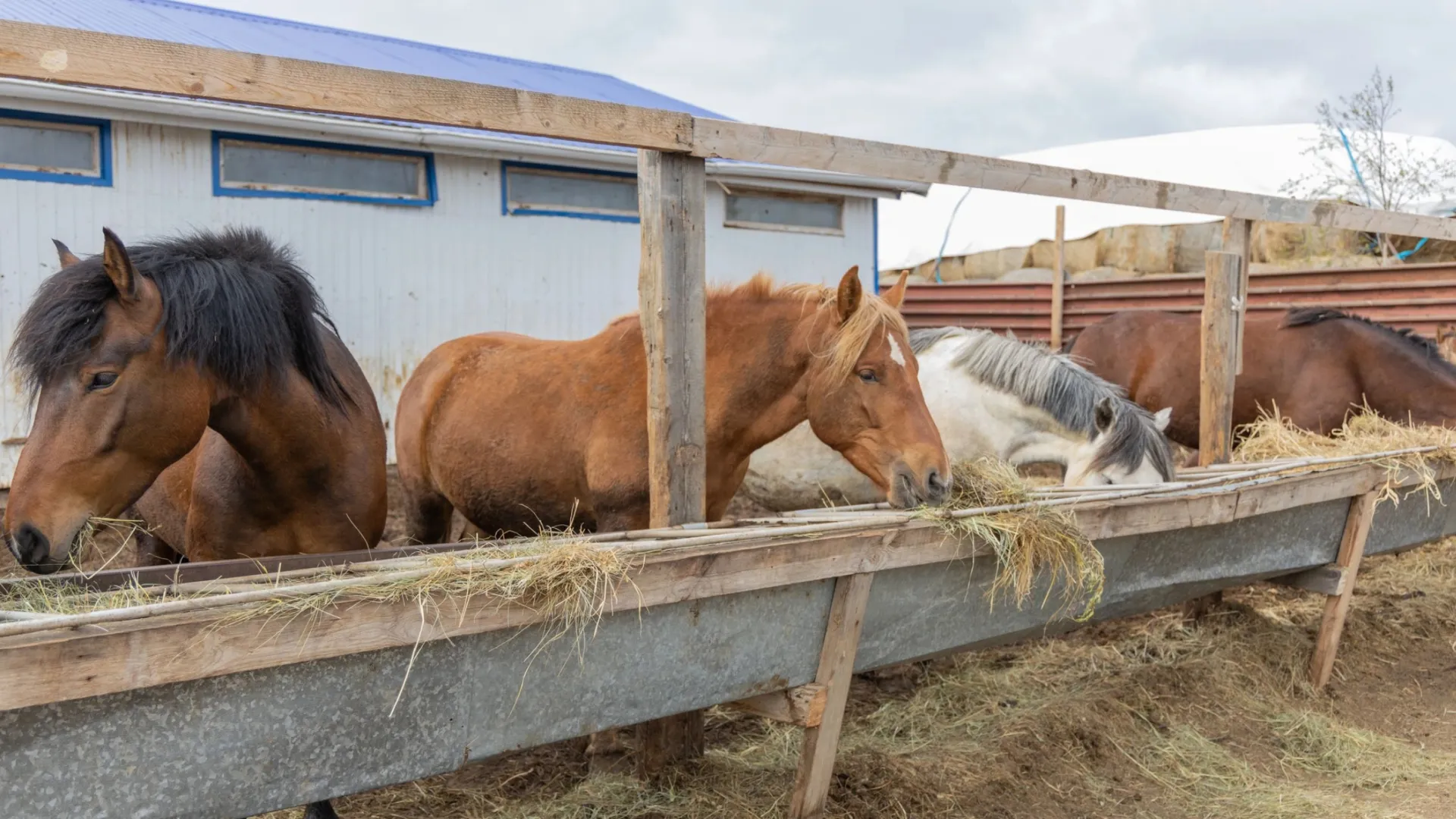 На Ямале для сохранения приобской породы лошадей строят две конюшни. Фото: Федор Воронов / «Ямал-Медиа»