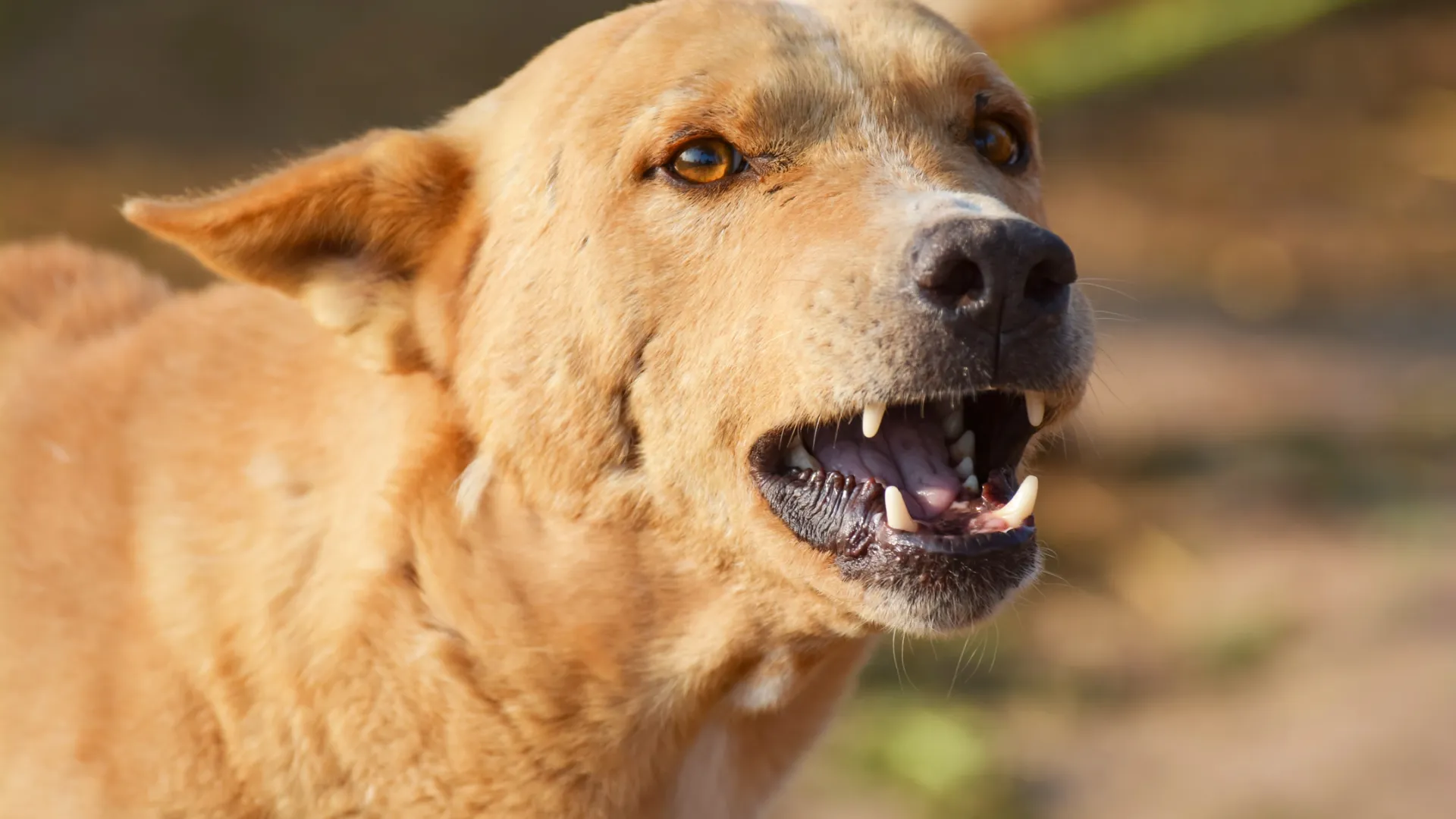 После укуса собаки девочка стала бояться животных. Фото: Hussain Warraich/Shutterstock/Fotodom