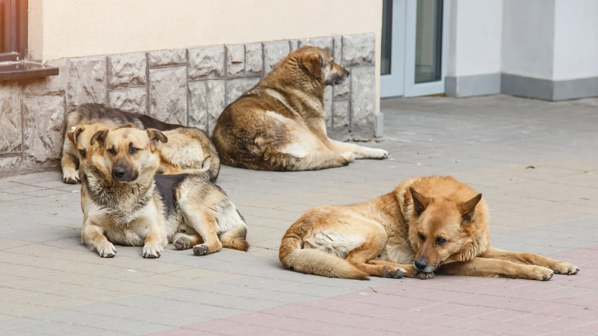 Фото: Bukhta Yurii / Shutterstock / Fotodom