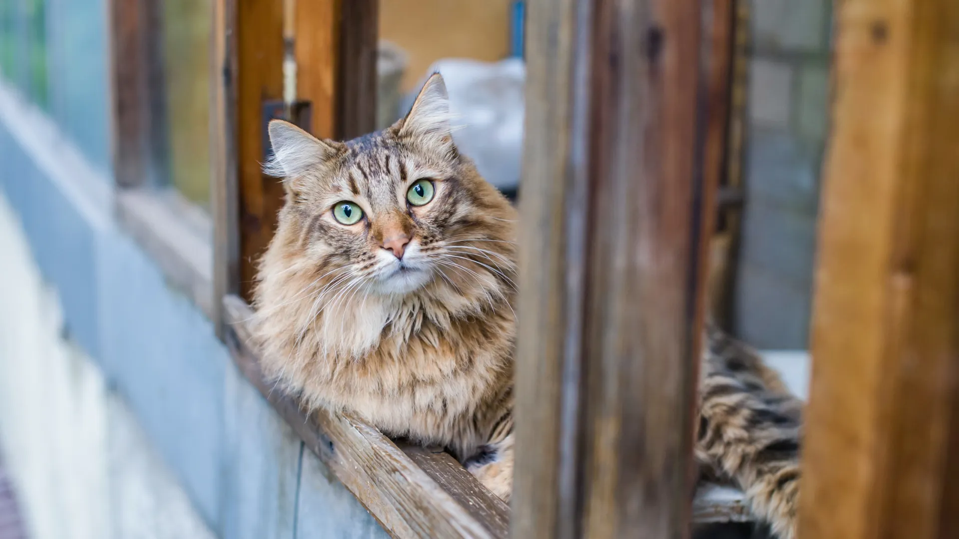Кошек на Федула не пускали в окно ни снаружи, ни изнутри. Фото: alexdov/Shutterstock/Fotodom