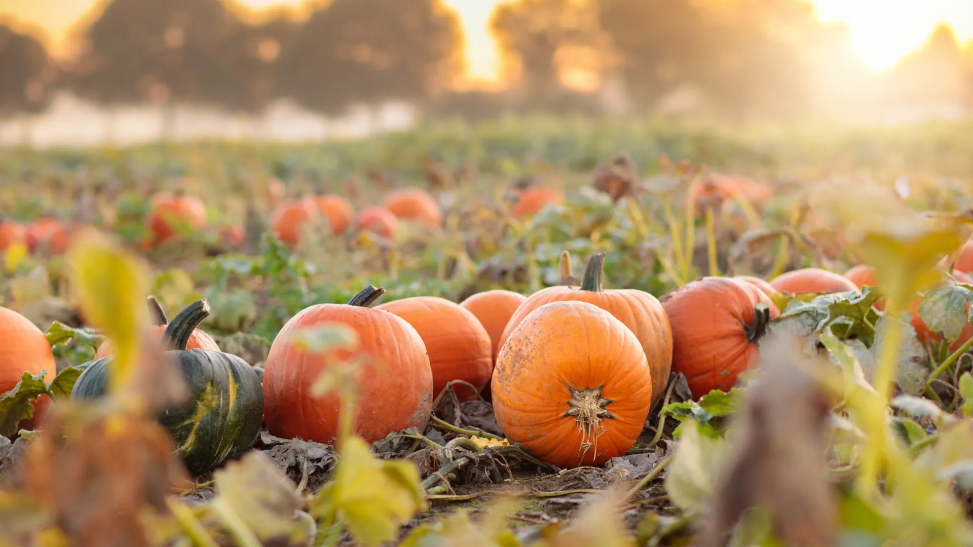 Фото: FamVeld/Shutterstock/Fotodom